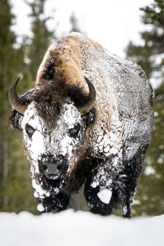 Bison near Canyon Junction, Yellowstone National Park