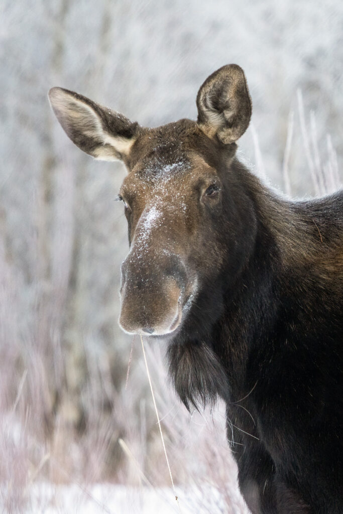 Moose in Pebble Creek, Lamar Valley, Yellowstone National Park