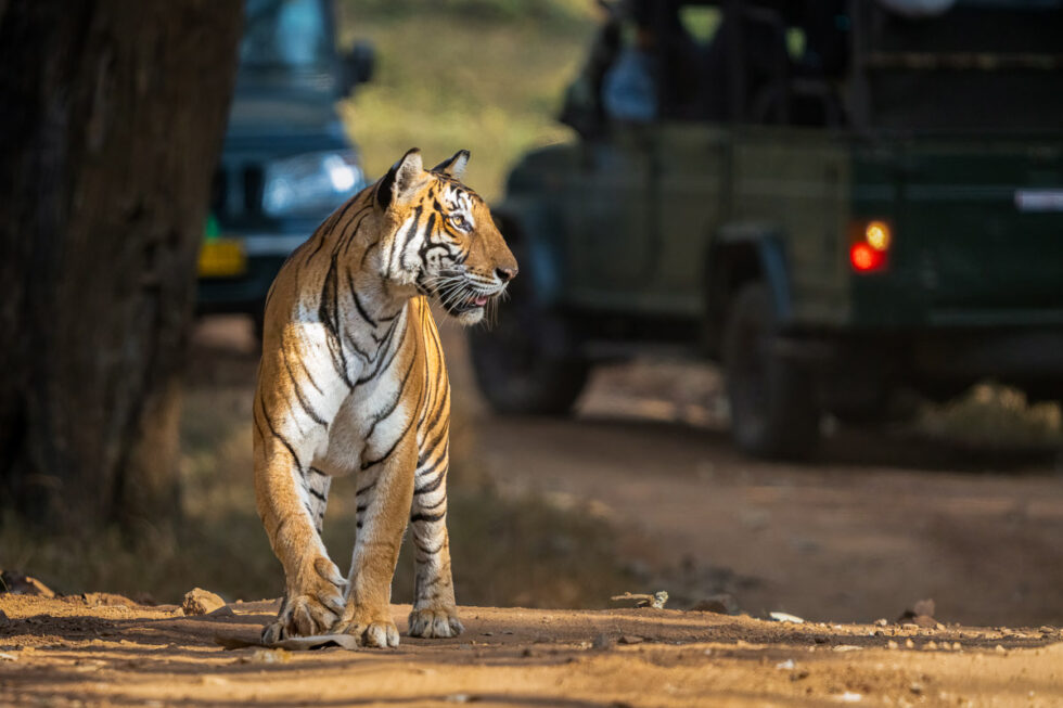Bengal Tiger in Nagarahole National Park, Karnataka, India