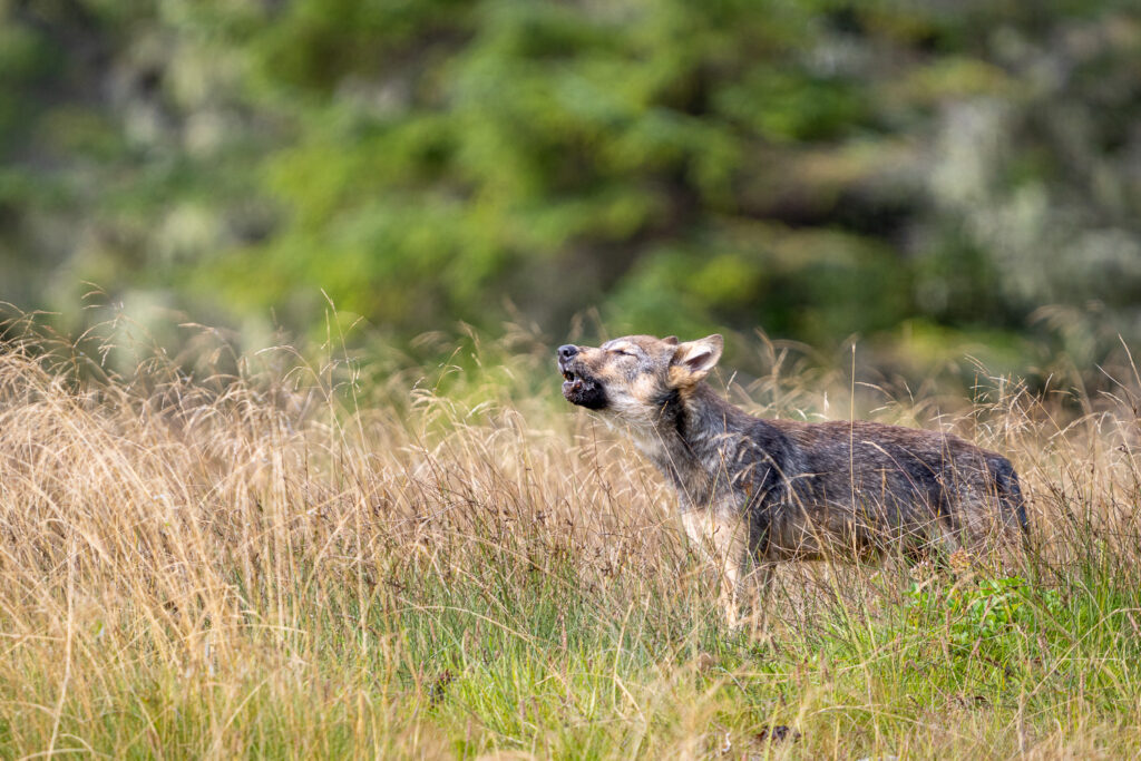 Wolf Pup Howling in Great Bear Rainforest