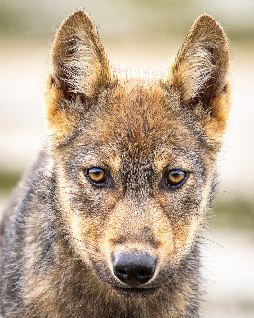 Wolf Pup in Great Bear Rainforest, British Columbia, Canada