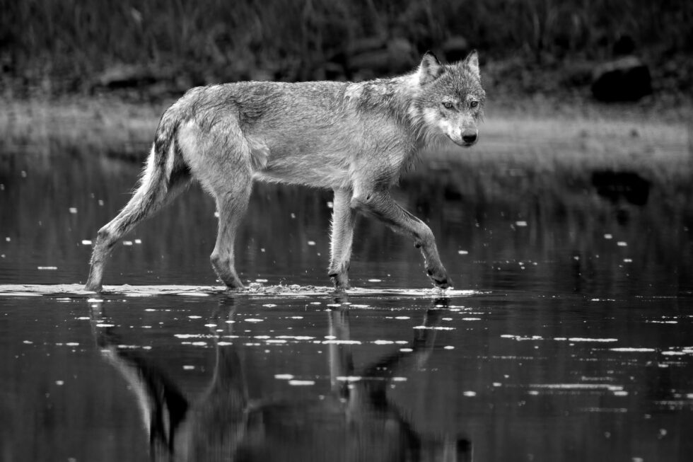 Adult Coastal Wolf Crossing the River in the Great Bear Rainforest, British Columbia, Canada
