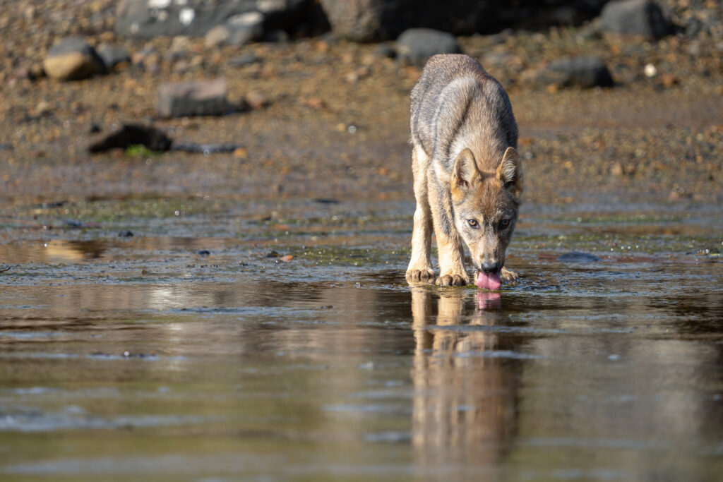 Wolf Pup Drinking in Great Bear Rainforest
