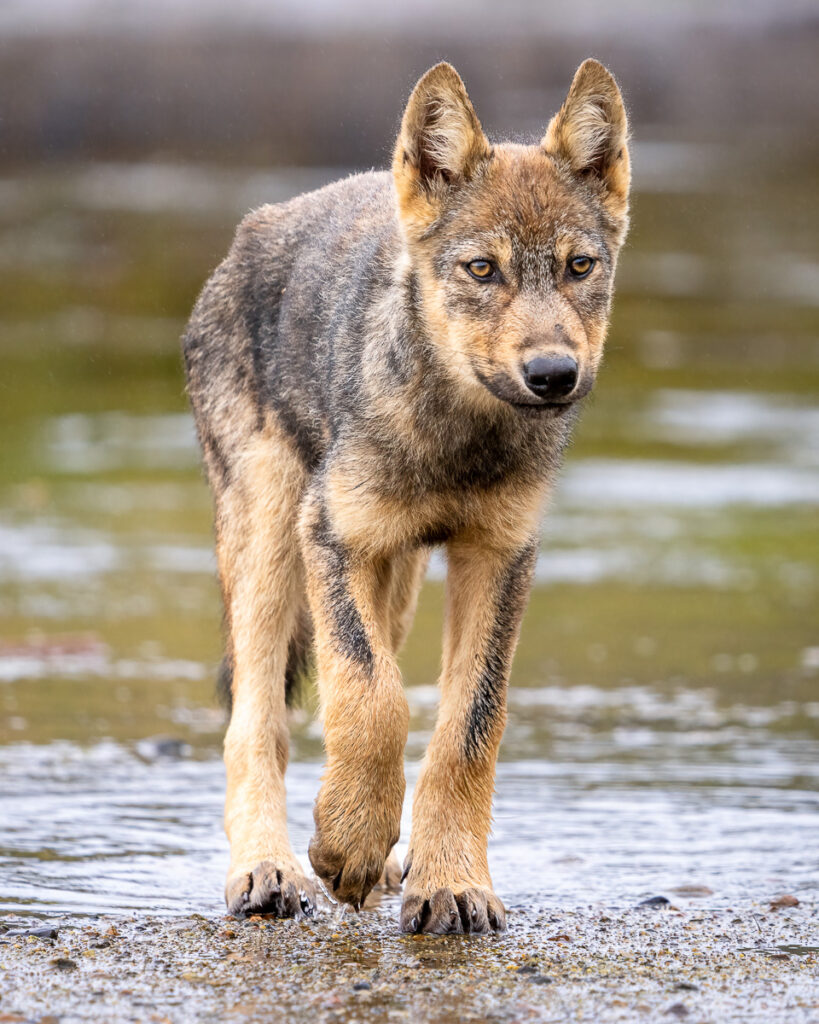 Coastal Wolf Pup in the Great Bear Rainforest, British Columbia, Canada