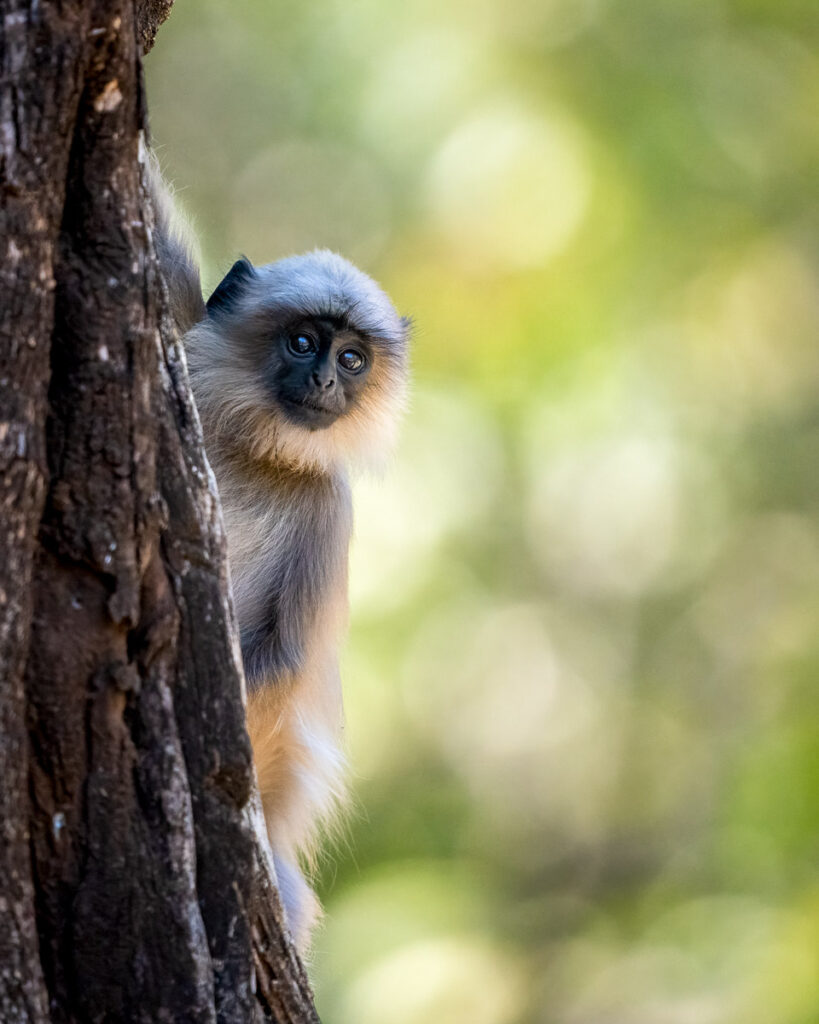 Gray Langur in Nagarahole National Park, Karnataka, India