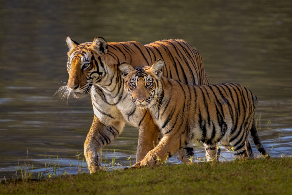 Bengal Tiger and Cub in Nagarahole National Park, Karnataka, India