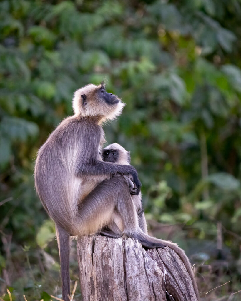 Gray Langur Mother and Young in Nagarahole National Park, Karnataka, India