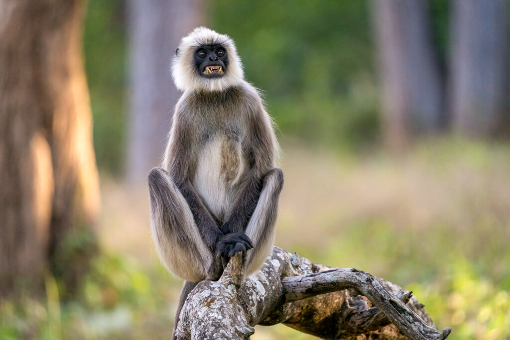 Gray Langur Male in Nagarahole National Park, Karnataka, India
