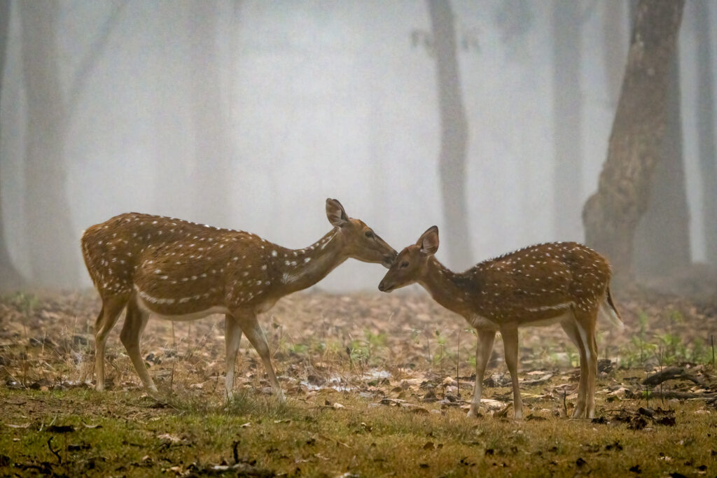 Spotted Deer and Fawn in Nagarahole National Park, Karnataka, India