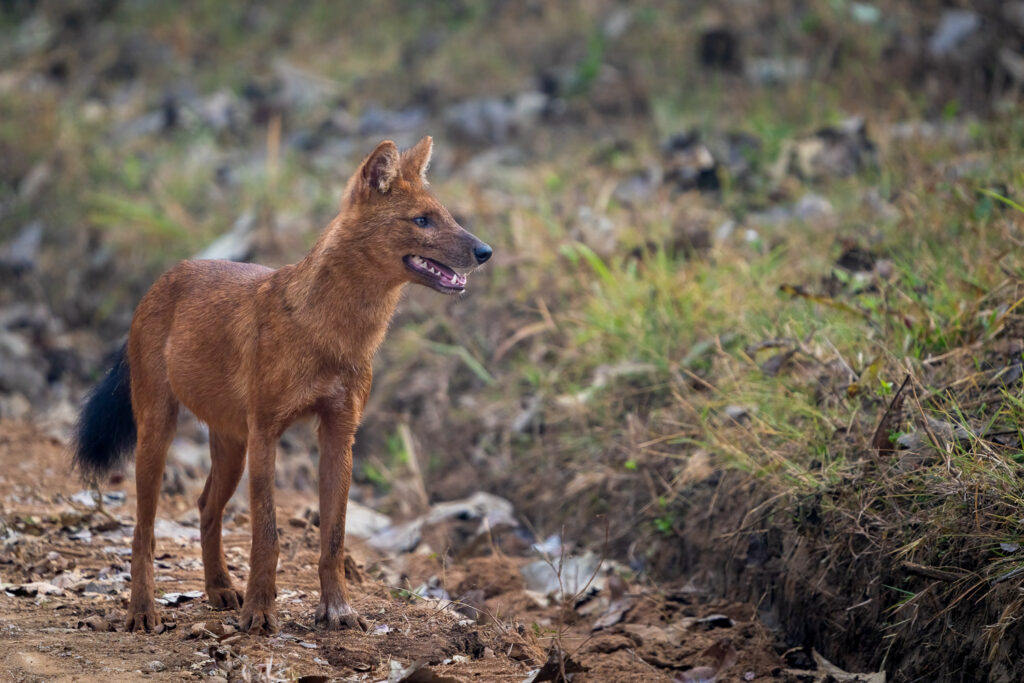 Dhole or Indian Wild Dog in Nagarahole National Park, Karnataka, India