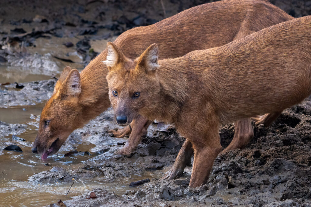 Dhole or Indian Wild Dog in Nagarahole National Park, Karnataka, India