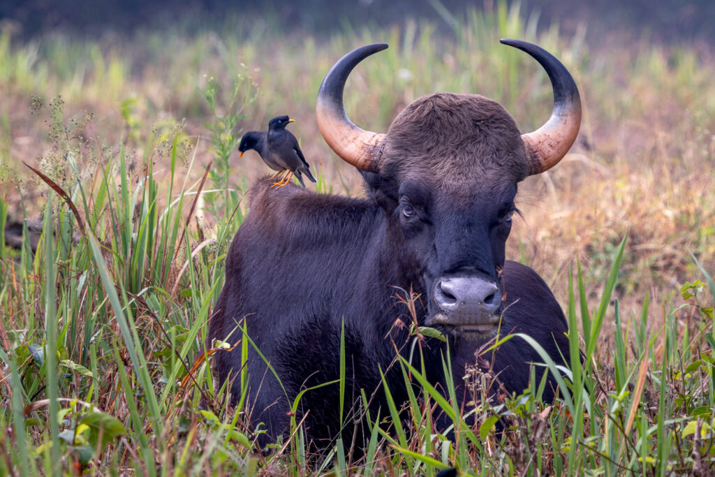 Gaur or Indian Bison with Jungle Myna in Nagarahole National Park, Karnataka, India