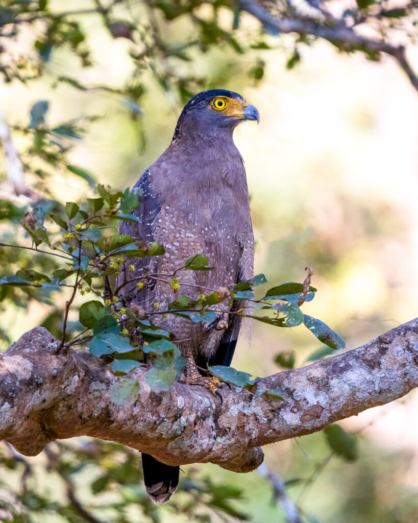 Crested Serpent Eagle in Nagarahole National Park, Karnataka, India