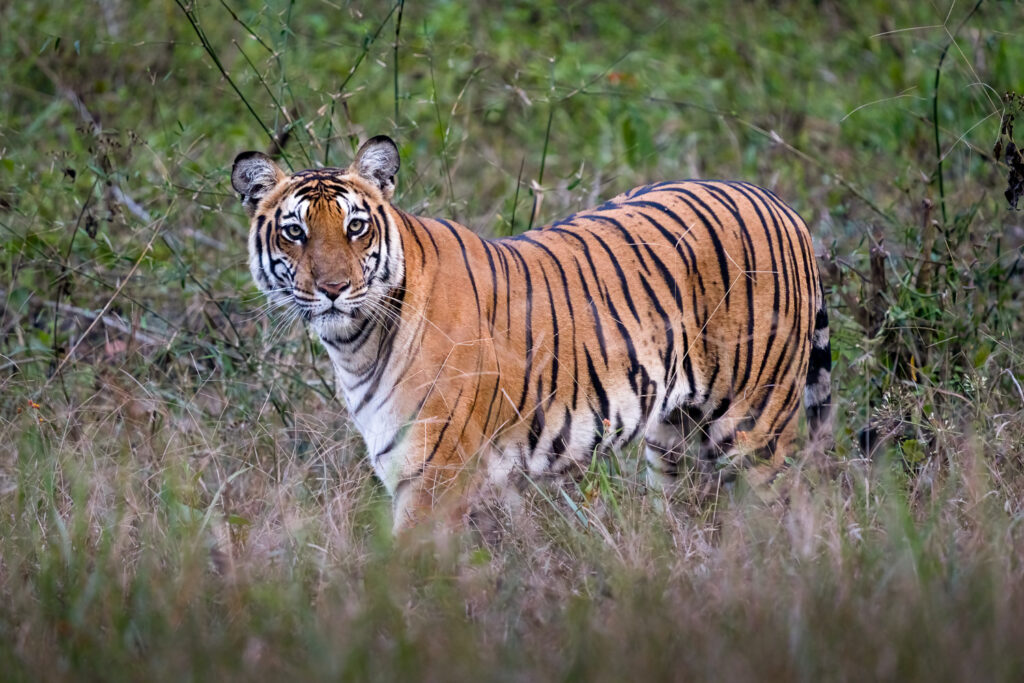 Bengal Tiger in Nagarahole National Park, Karnataka, India