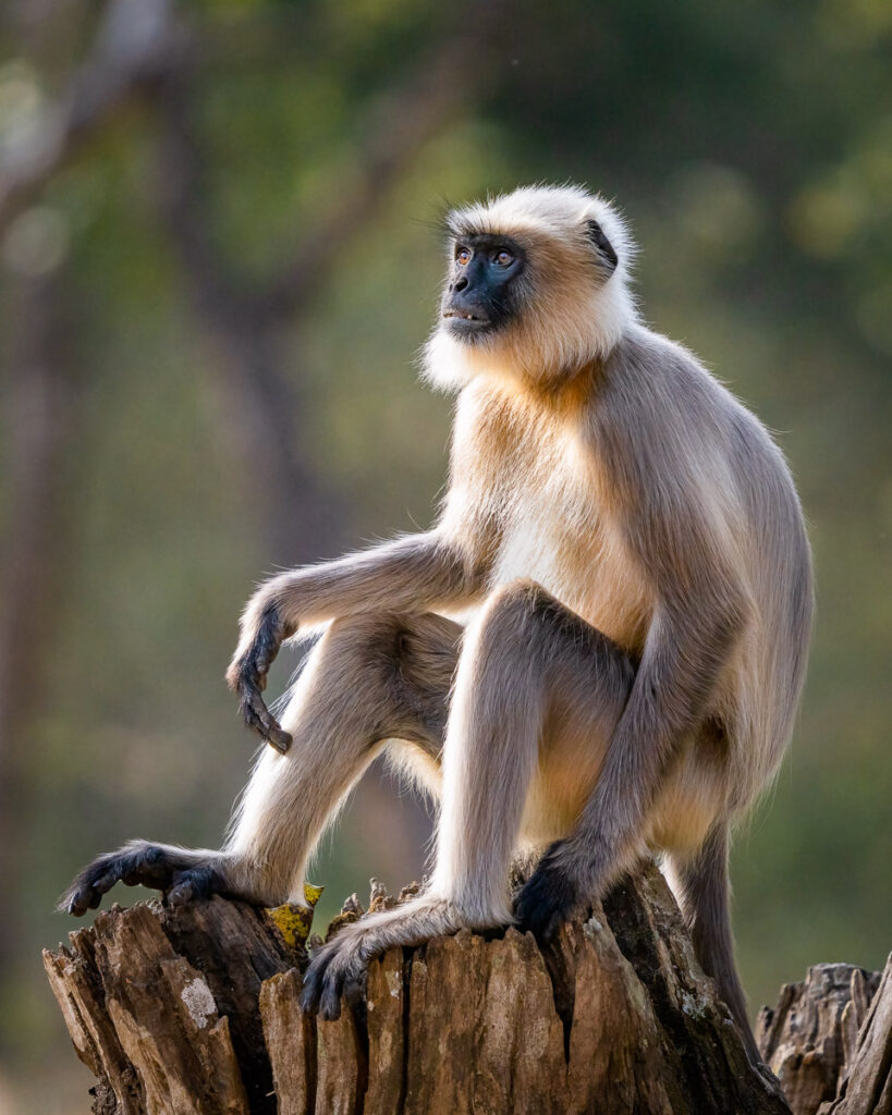 Gray Langur in Nagarahole National Park, Karnataka, India