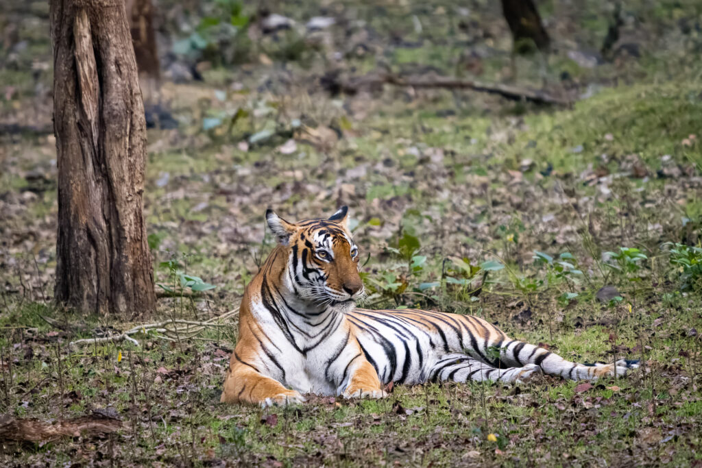 Bengal Tiger in Nagarahole National Park, Karnataka, India