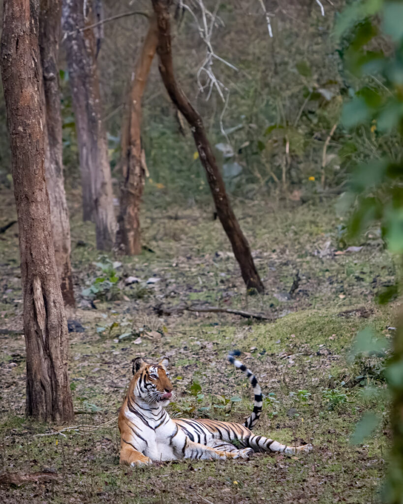 Bengal Tiger in Nagarahole National Park, Karnataka, India