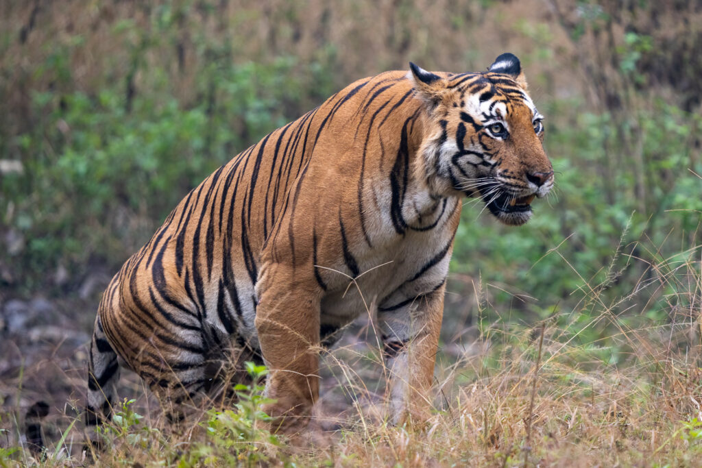 Bengal Tiger in Nagarahole National Park, Karnataka, India