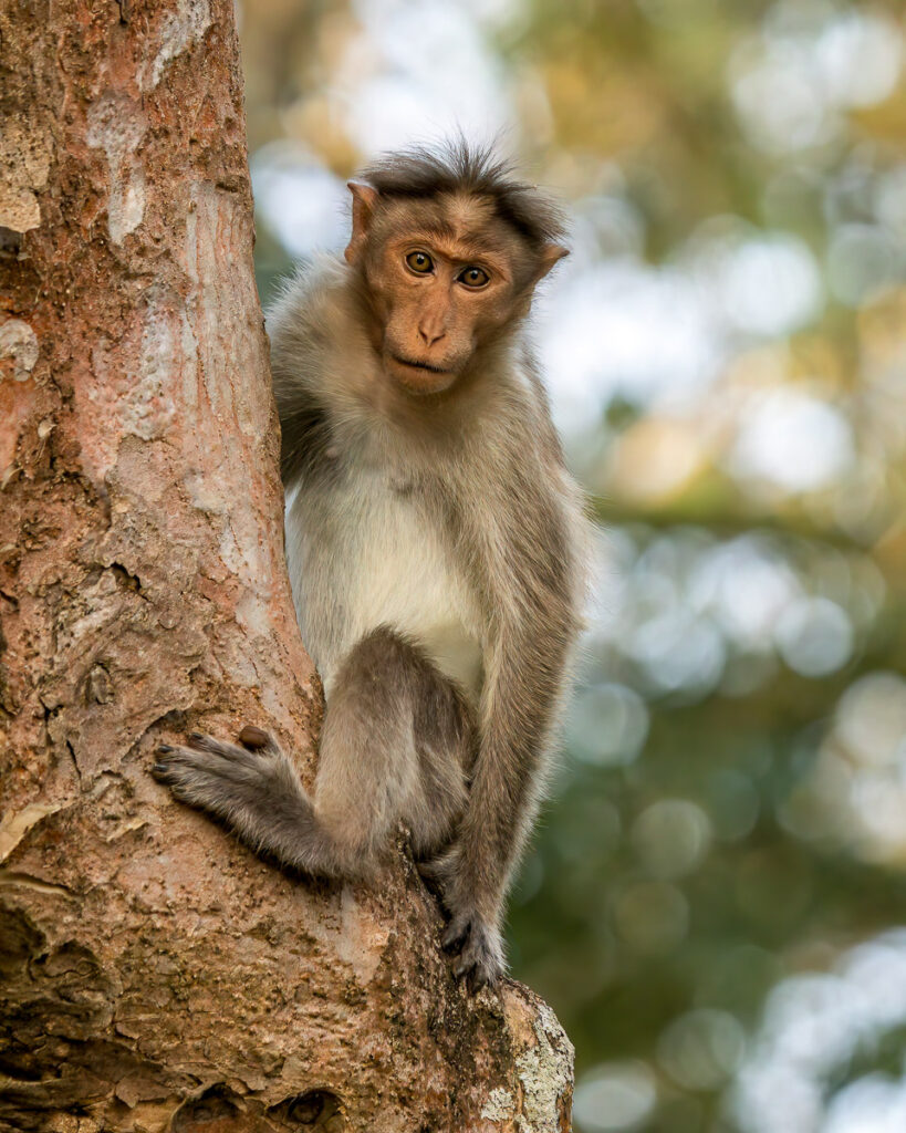 Bonnet Macaque in Nagarahole National Park, Karnataka, India