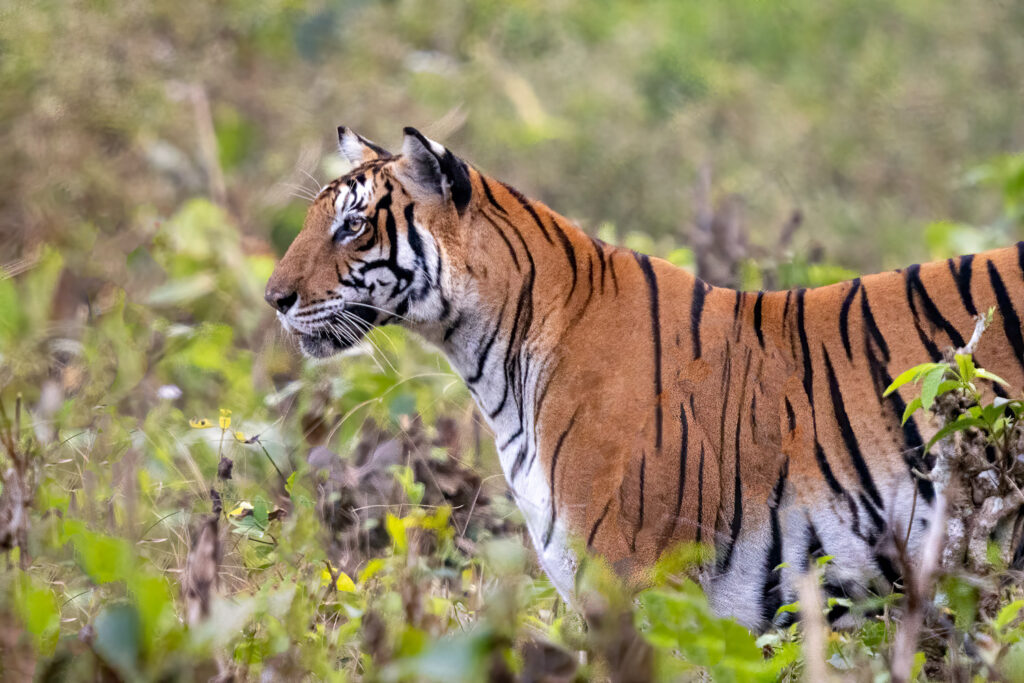 Bengal Tiger in Nagarahole National Park, Karnataka, India