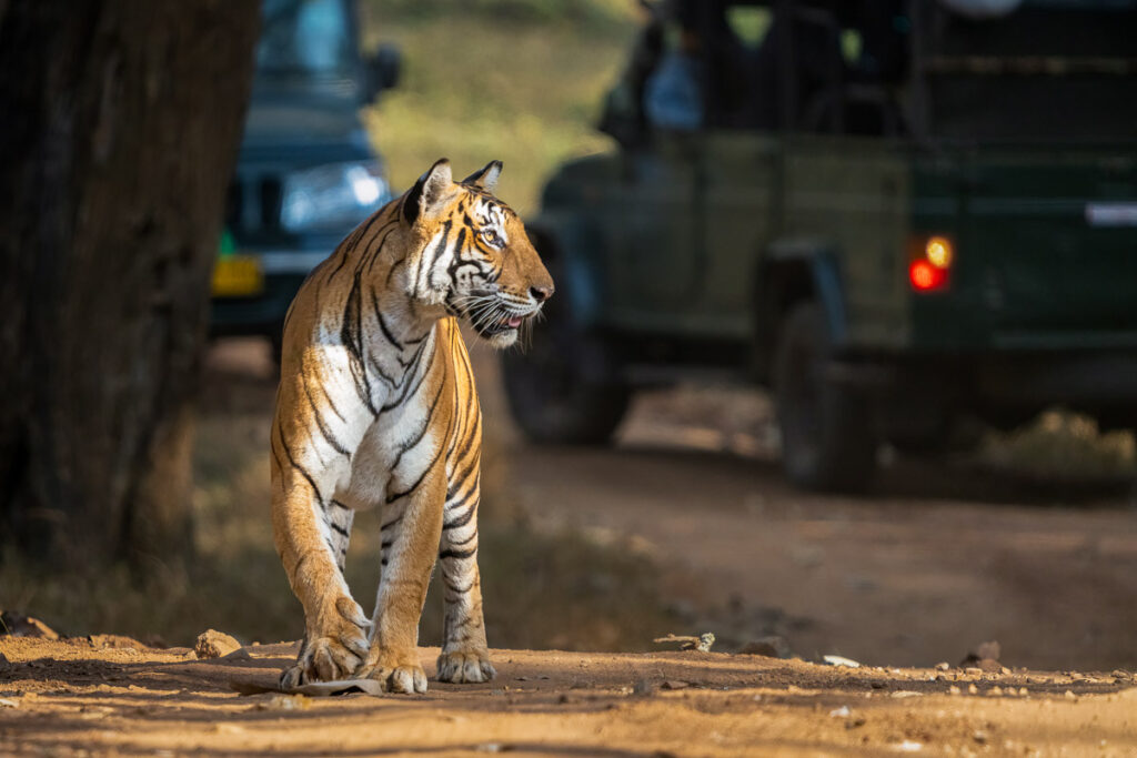 Bengal Tiger in Nagarahole National Park, Karnataka, India