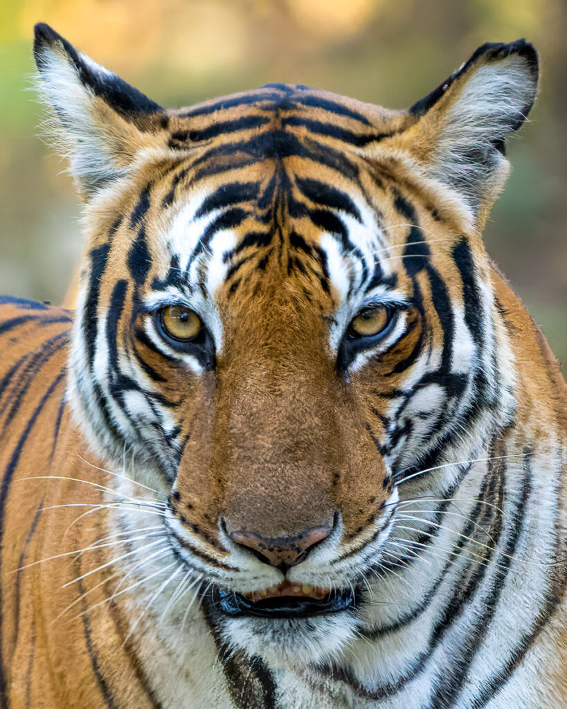 Bengal Tiger in Nagarahole National Park, Karnataka, India