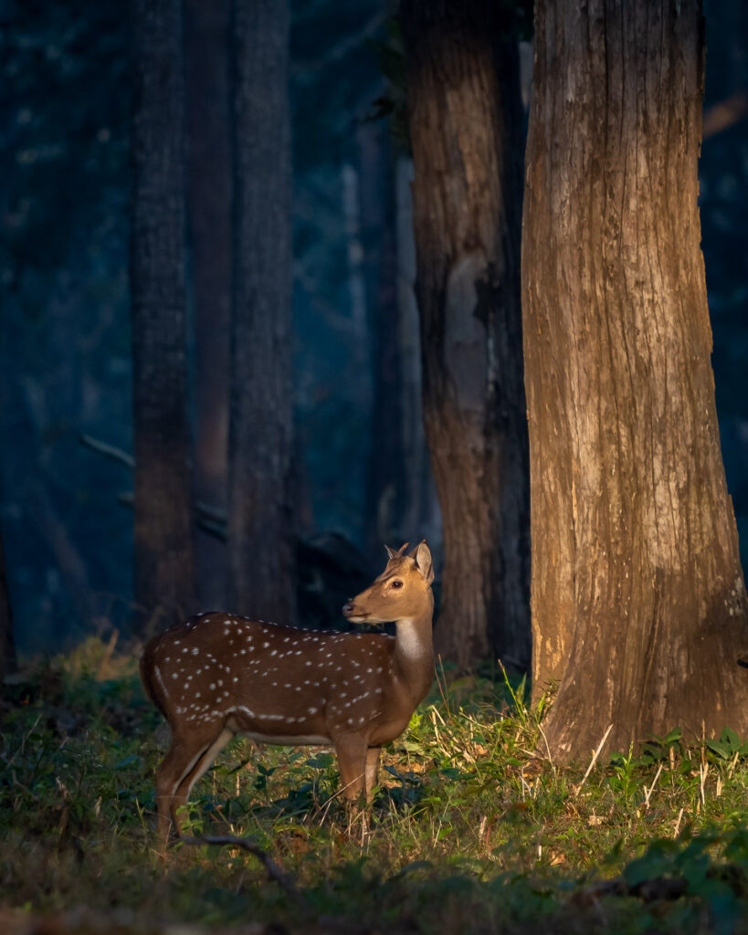 Spotted Deer or Chital in Nagarahole National Park, Karnataka, India