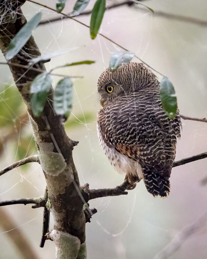 Jungle Owlet in Nagarahole National Park, Karnataka, India