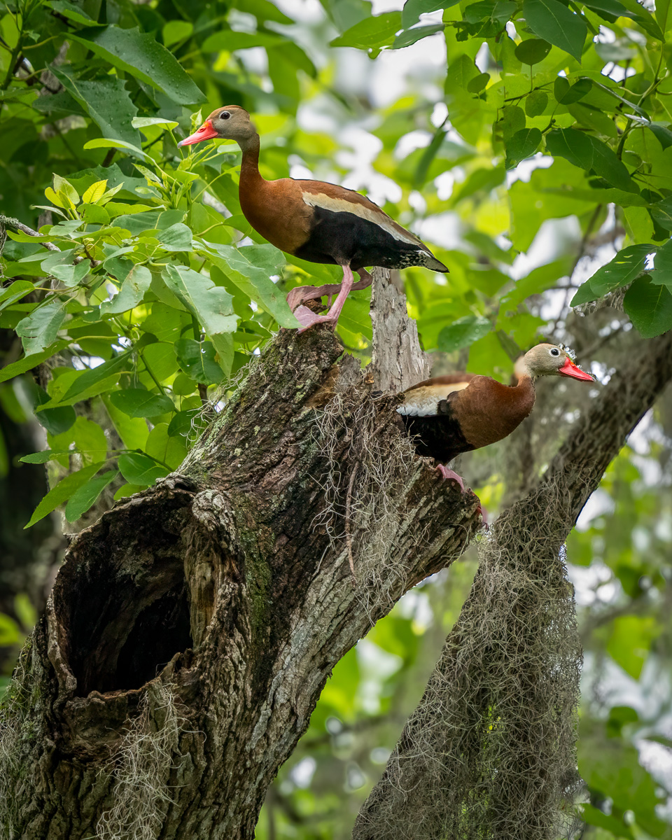 Pair of Black-Bellied Whistling Ducks above a Possible Nesting Cavity Pair of Black-Bellied Whistling Ducks above a Possible Nesting Cavity