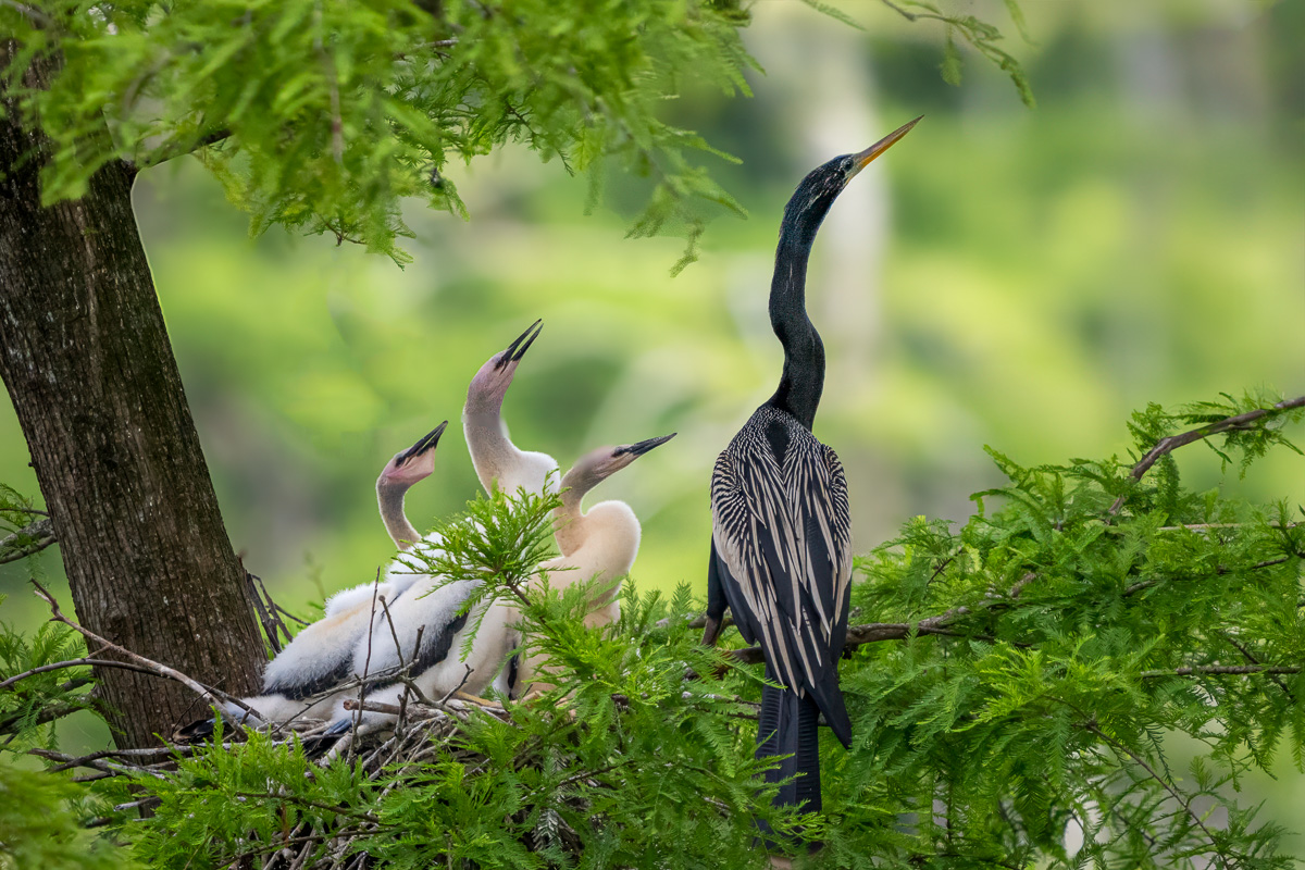 Anhinga Nest in Atchafalaya Basin, Louisiana Anhinga Nest in Atchafalaya Basin, Louisiana