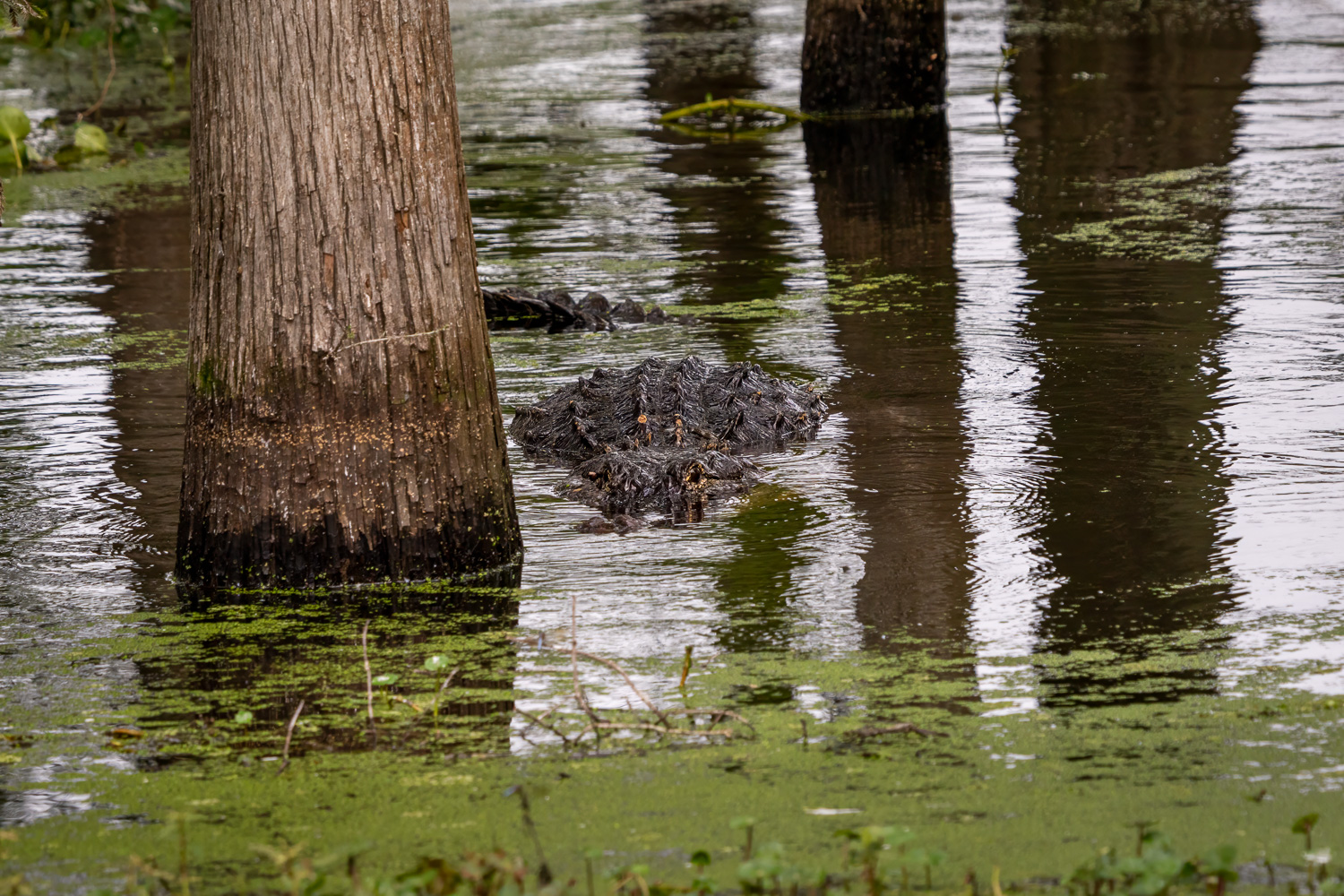 Alligator in Atchafalaya Basin, Louisiana Alligator in Atchafalaya Basin, Louisiana