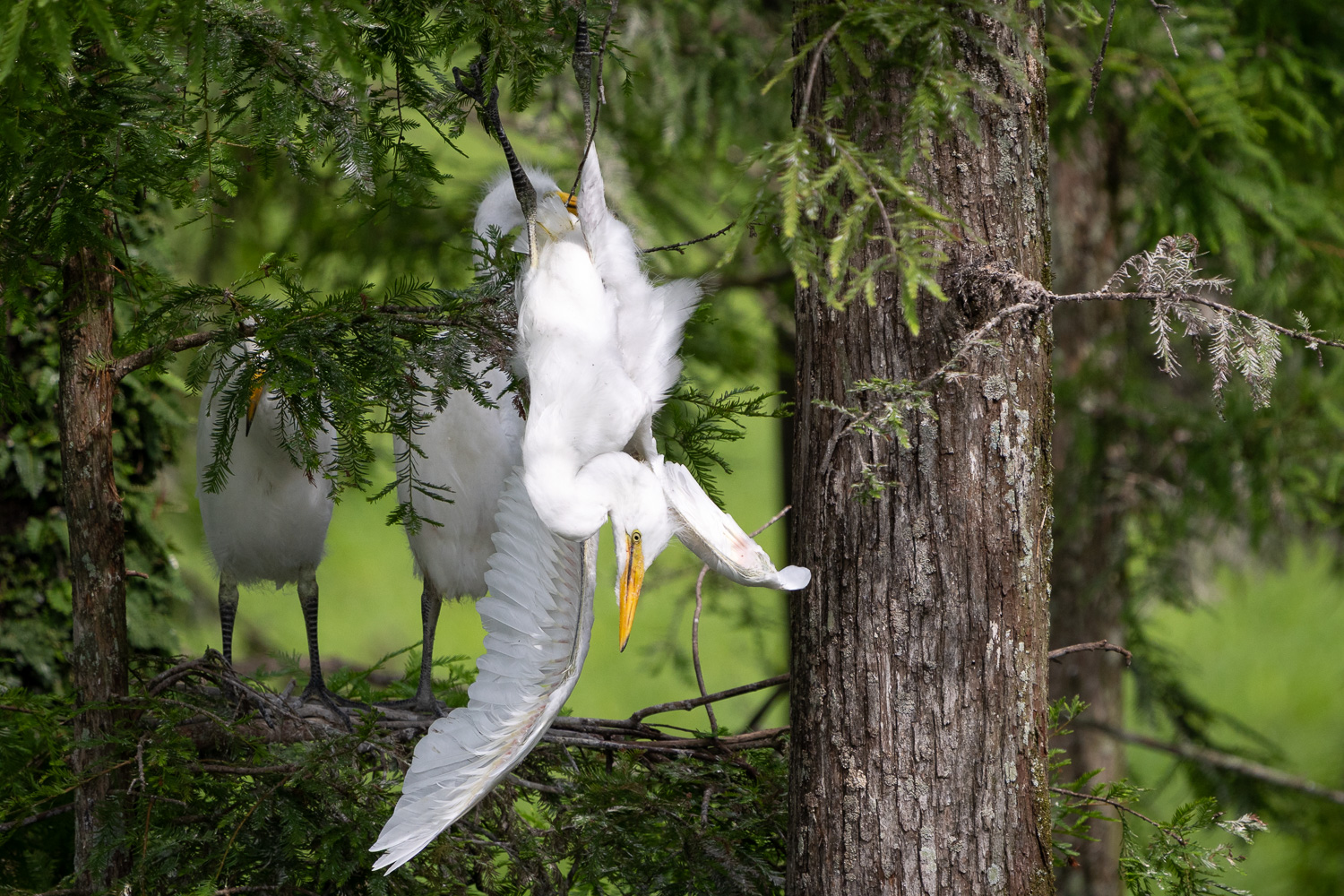 Great Egret Chick Hangs Below Nest Above Alligator in Atchafalaya Basin, Louisiana Great Egret Chick Hangs Below Nest Above Alligator in Atchafalaya Basin, Louisiana