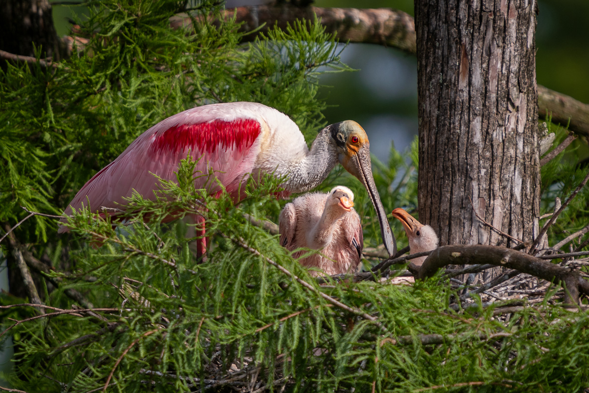 Roseate Spoonbill Nest in Atchafalaya Basin, Louisiana Roseate Spoonbill Nest in Atchafalaya Basin, Louisiana
