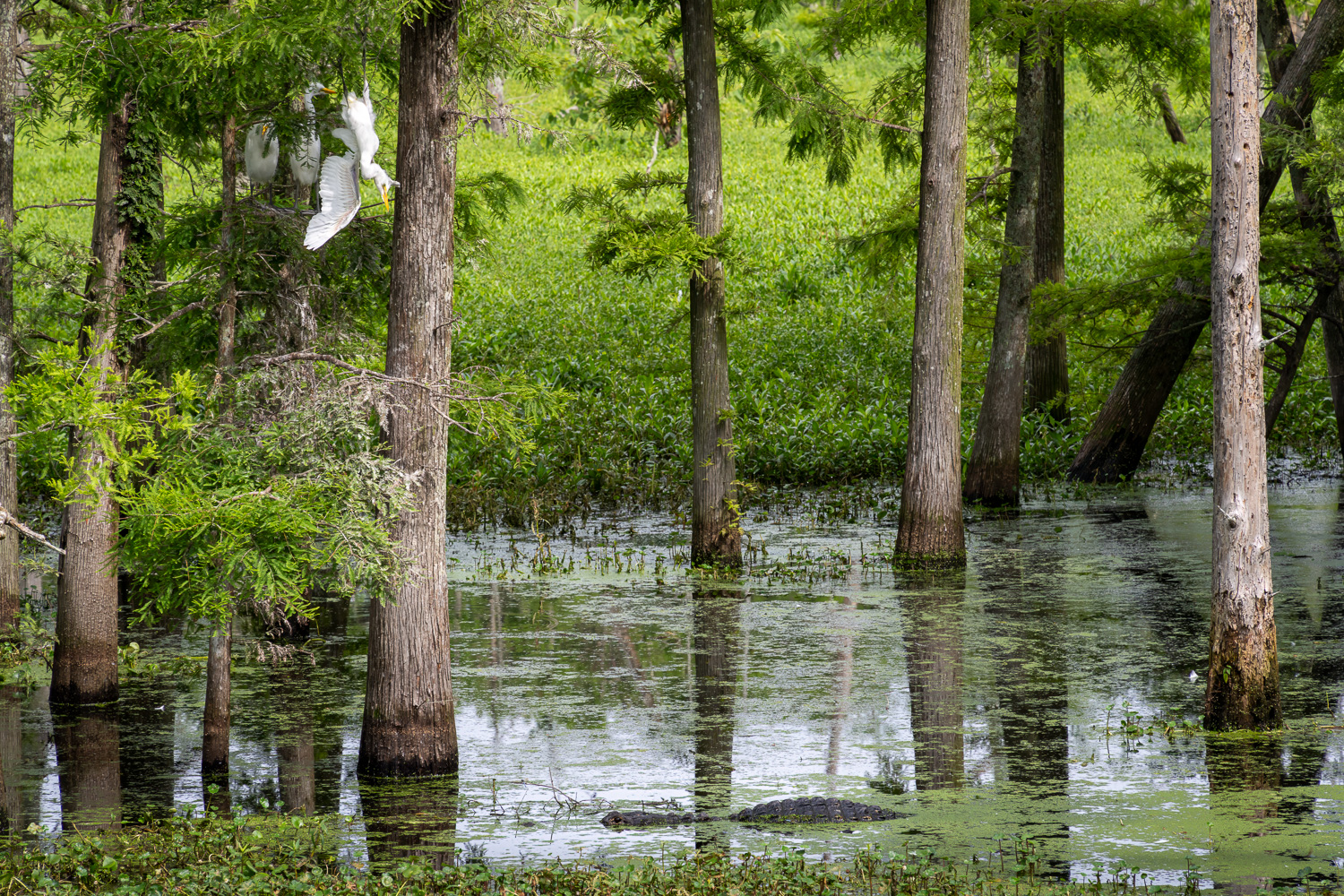 Great Egret Chick Hangs Below Nest Above Alligator in Atchafalaya Basin, Louisiana Great Egret Chick Hangs Below Nest Above Alligator in Atchafalaya Basin, Louisiana