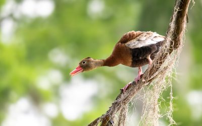 Atchafalaya Basin, Louisiana