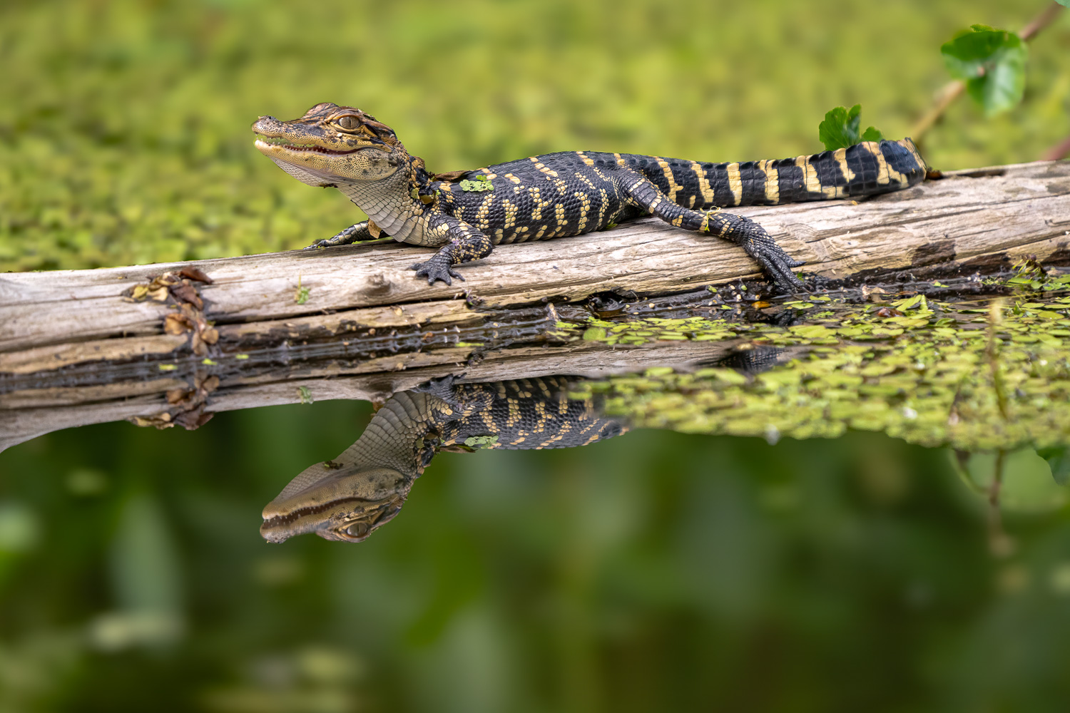 Baby American Alligator in Atchafalaya Basin, Louisiana Baby American Alligator in Atchafalaya Basin, Louisiana