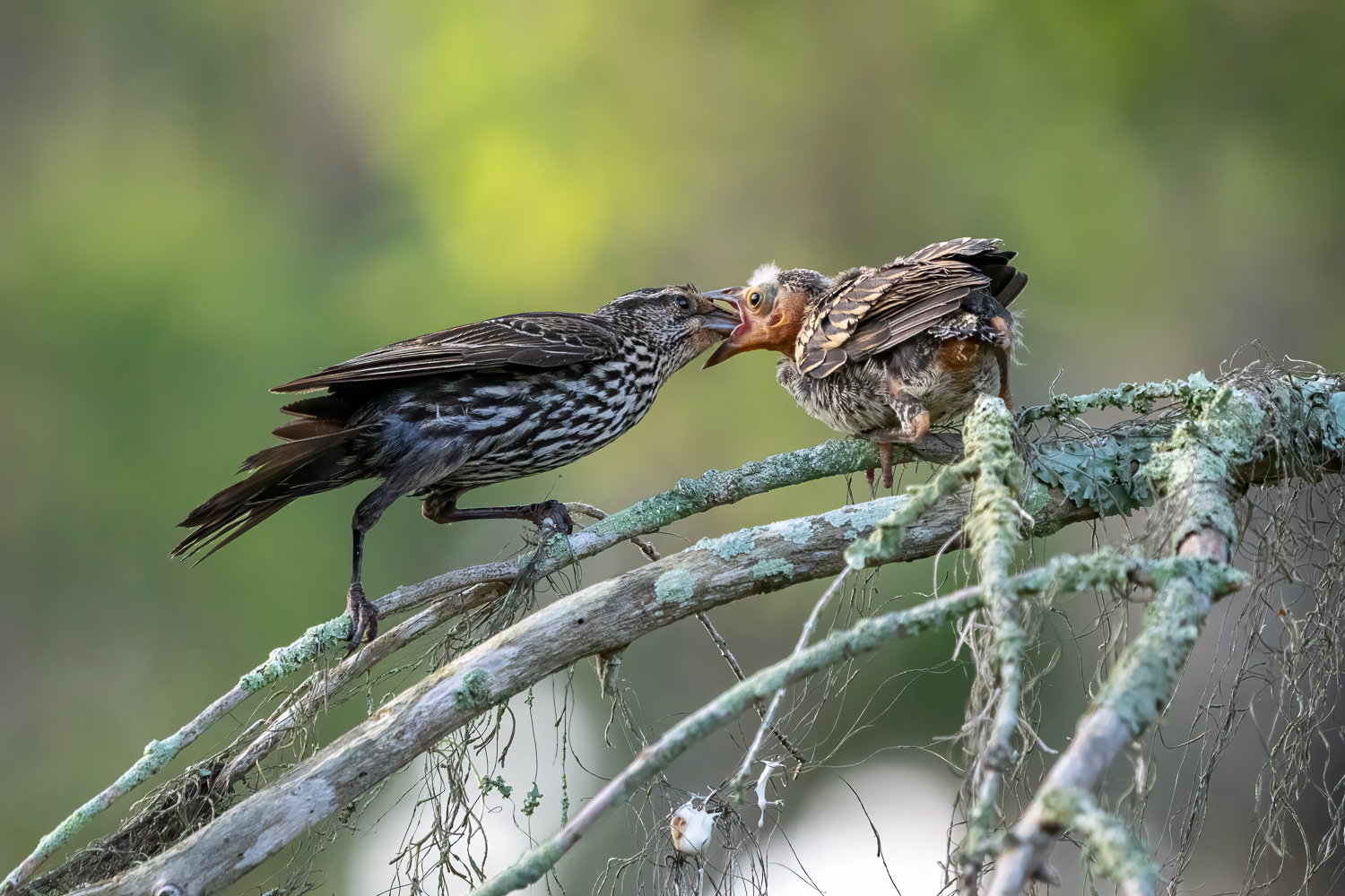 Possible Female Red-Winged Blackbird Feeding Her Chick Possible Female Red-Winged Blackbird Feeding Her Chick