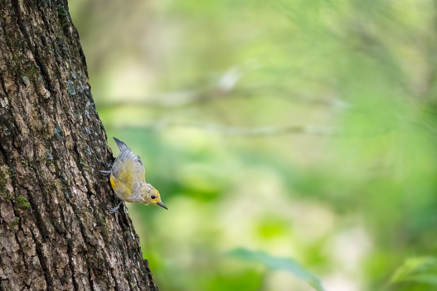 Young Prothonotary Warbler Waiting for a Meal Young Prothonotary Warbler Waiting for a Meal