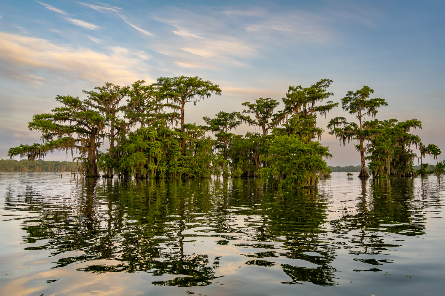 Atchafalaya Swamp, Louisiana Atchafalaya Swamp, Louisiana