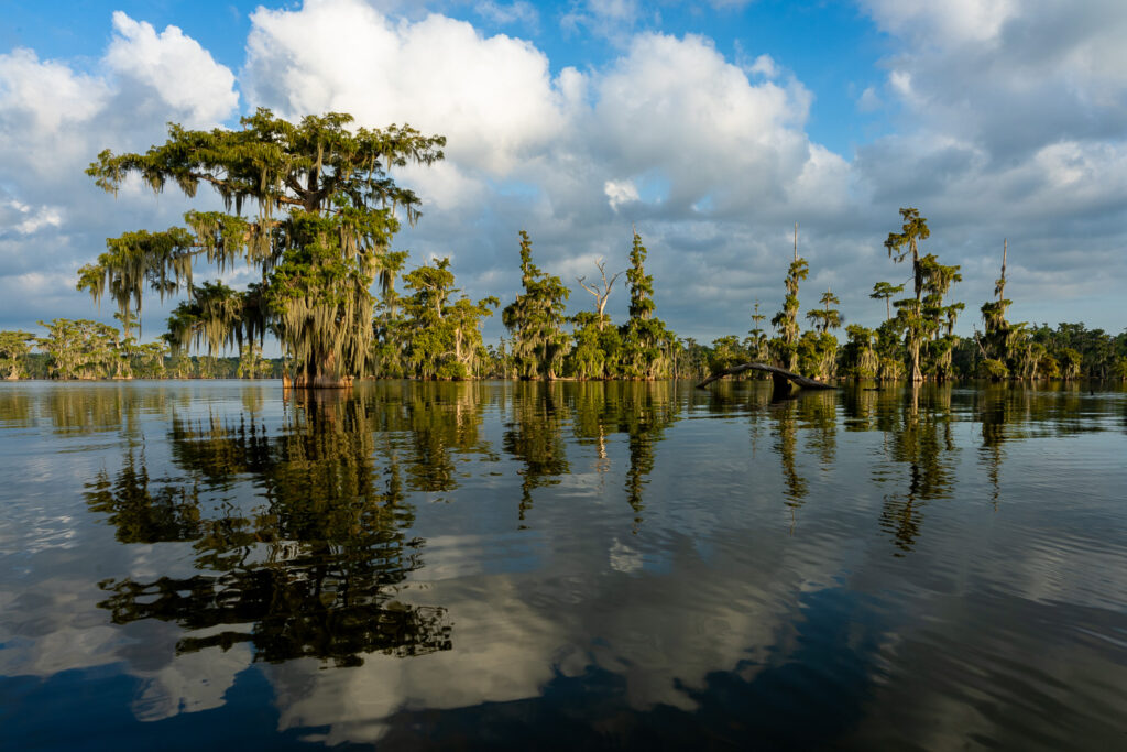 Early Morning on Lake Martin, Louisiana