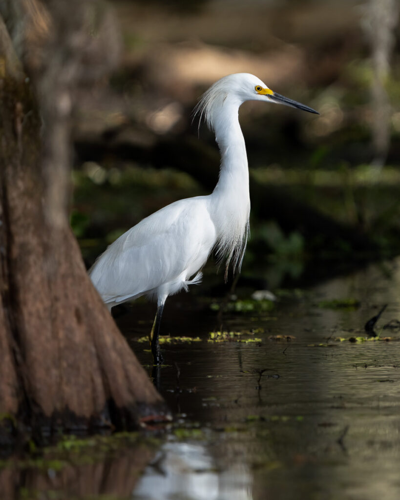 Snowy Egret on Lake Martin, Louisiana