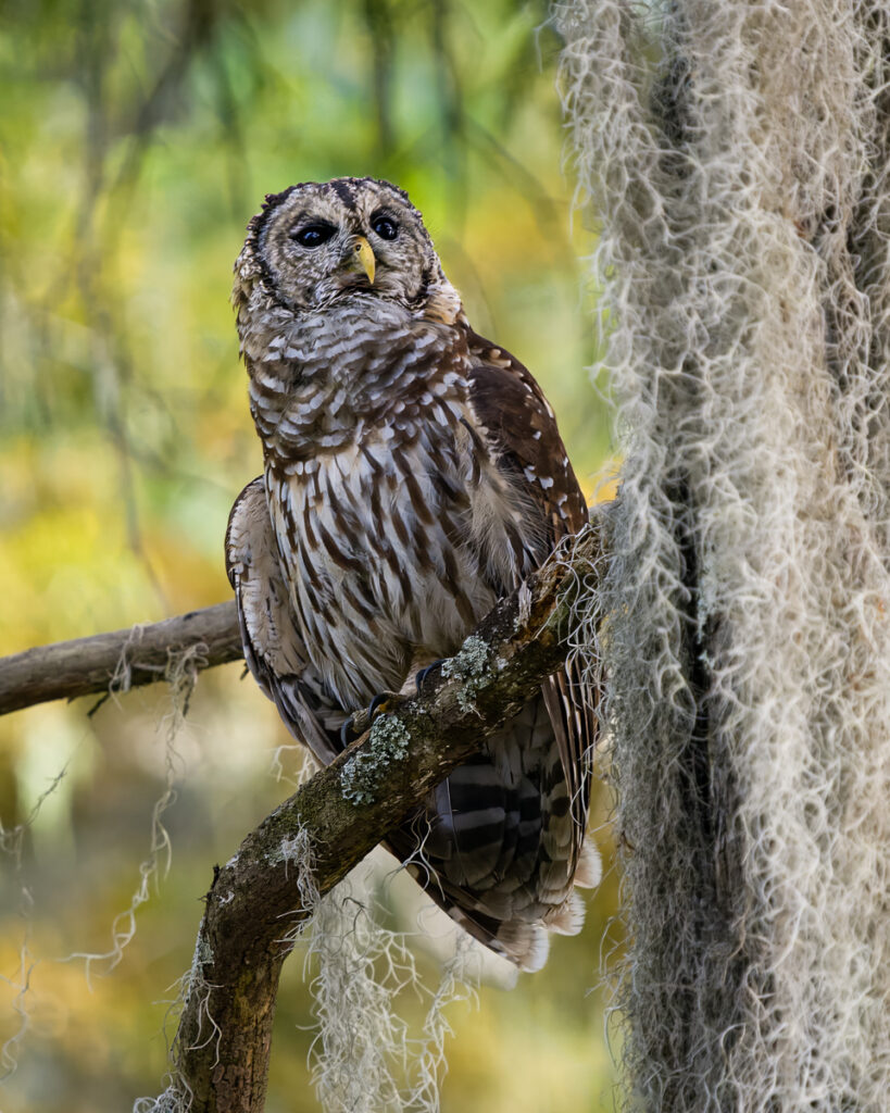 Barred Owl on Lake Martin, Louisiana