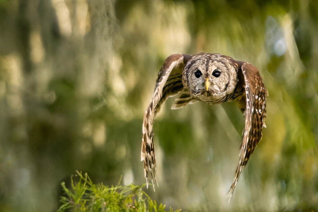 Barred Owl in Flight on Lake Martin, Louisiana