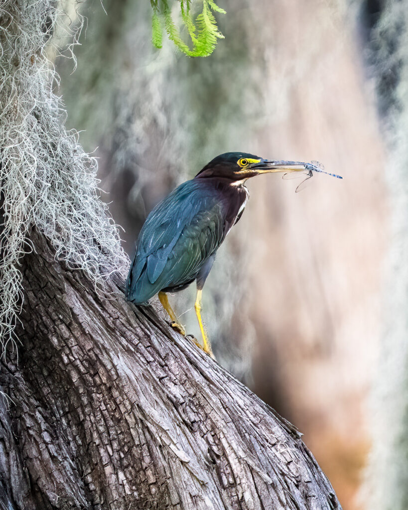 Green Heron with Dragonfly on Lake Martin, Louisiana