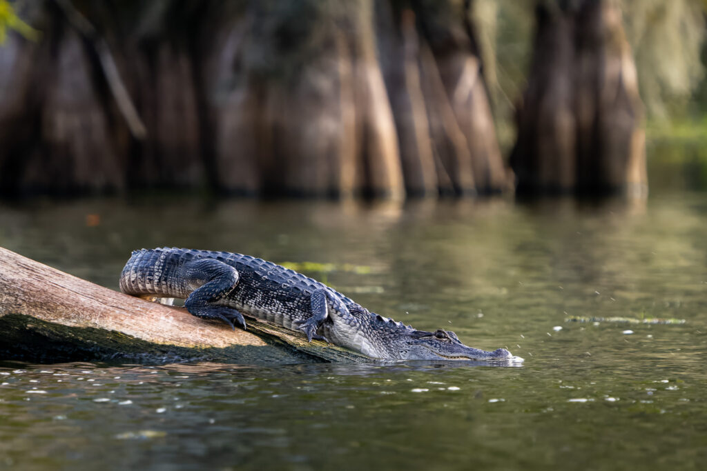 American Alligator Slips into Lake