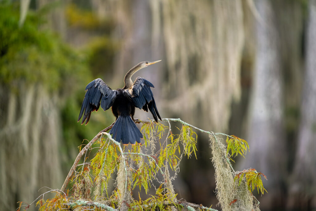 Anhinga on Lake Martin, Louisiana