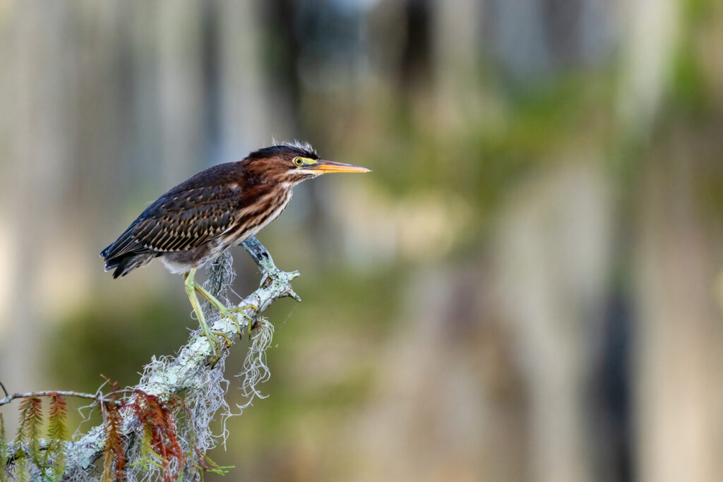 Juvenile Green Heron on Lake Martin, Louisiana