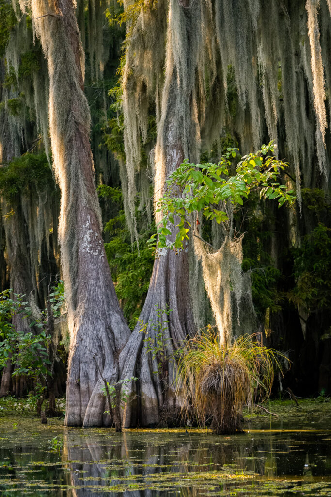 Bald Cypress, Tupelo and Spanish Moss on Lake Martin, Louisiana