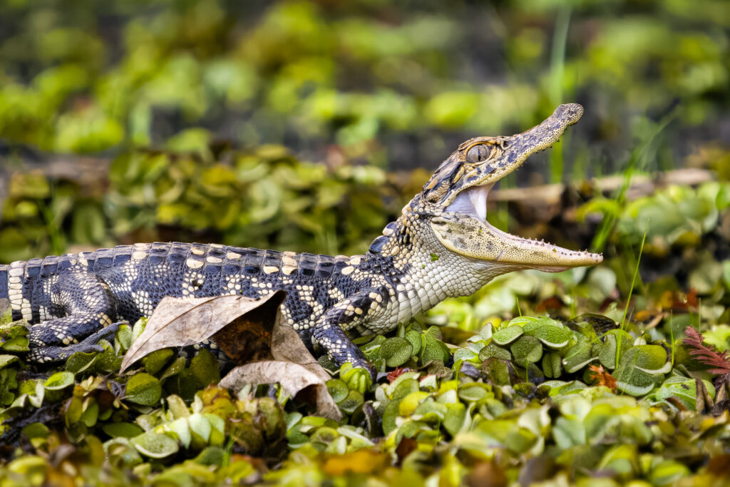 Baby American Alligator Yawning