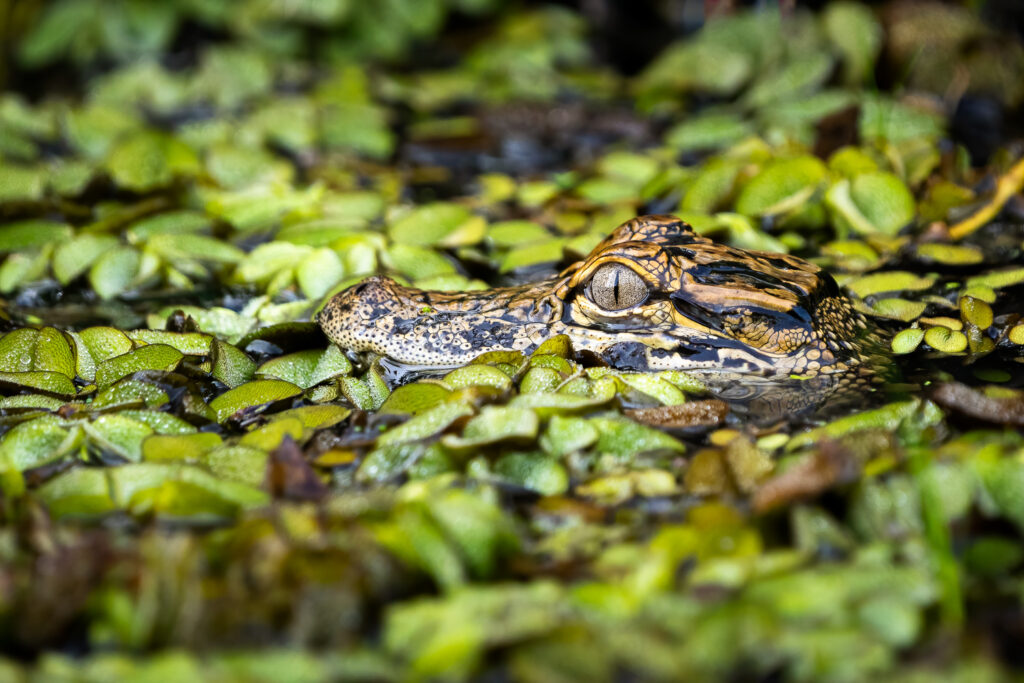 Baby American Alligator with Duck Weed on Lake Martin, Louisiana